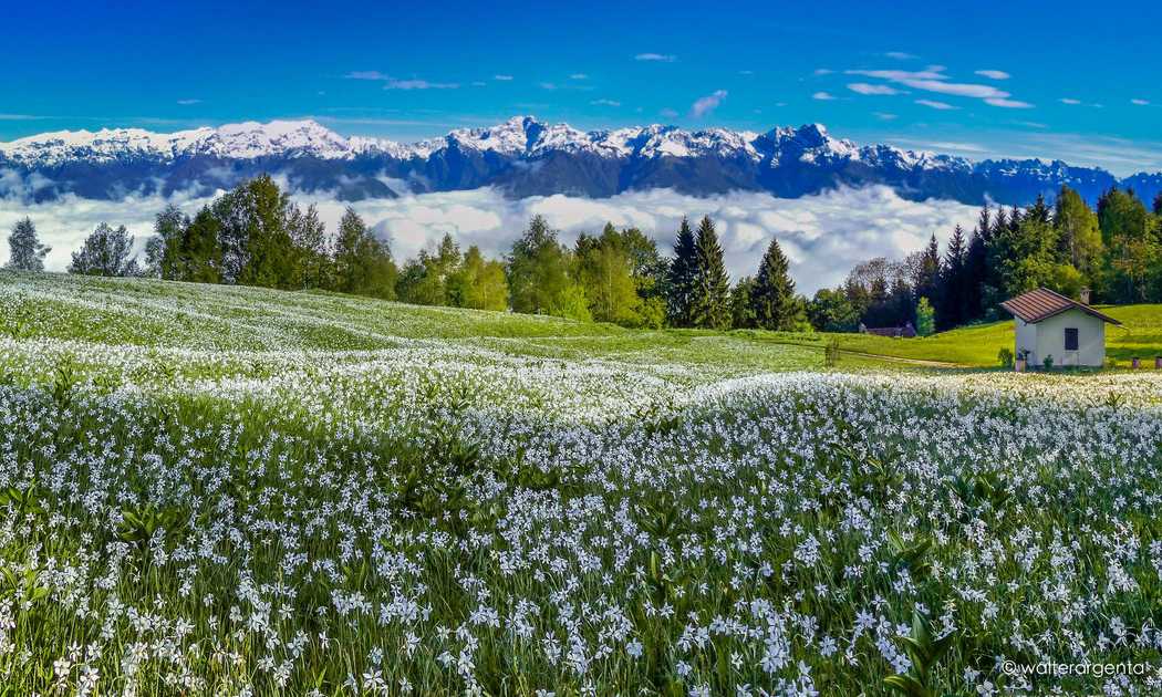 Un panorama con un prato di narcisi bianchi. Sullo sfondo la Valbelluna coperta dalle nuvole e le cime delle dolomiti innevate.